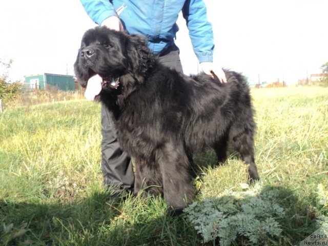 Фото: ньюфаундленд Акватория Келвин Манчестер