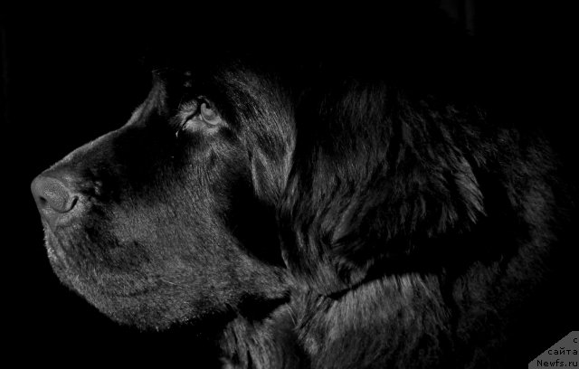 Фото: ньюфаундленд Обуш Шед Янтарный Поцелуй