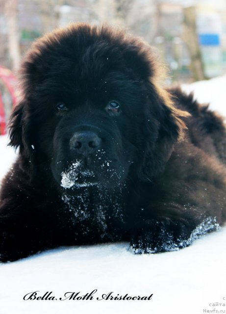 Фото: ньюфаундленд Бэлла Мосс Аристократ
