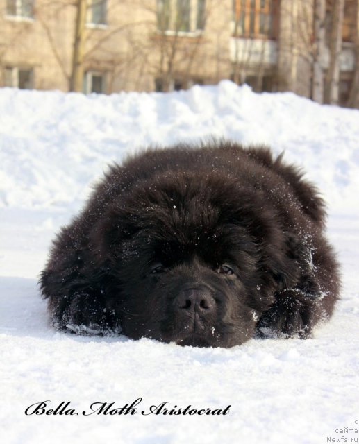 Фото: ньюфаундленд Бэлла Мосс Аристократ