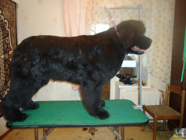 Фотография № 88028