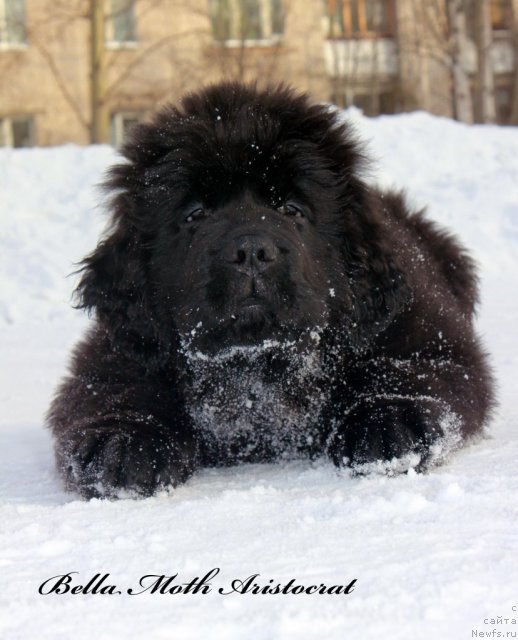 Фото: ньюфаундленд Бэлла Мосс Аристократ