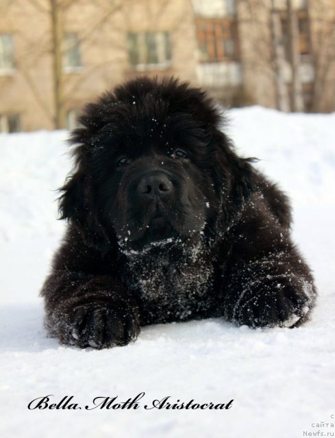 Фото: ньюфаундленд Бэлла Мосс Аристократ