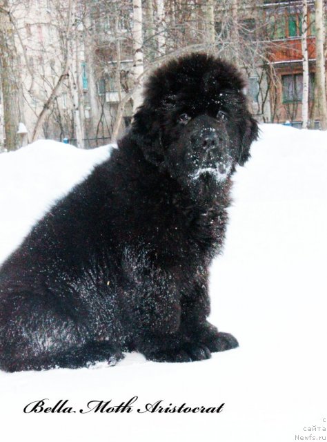 Фото: ньюфаундленд Бэлла Мосс Аристократ