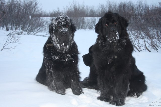 Фото: ньюфаундленд Fortuna of Giant's Island, ньюфаундленд Глория Гранд Блек