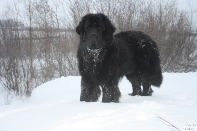 Фото: ньюфаундленд Бегущая по Волнам Зеро Коол