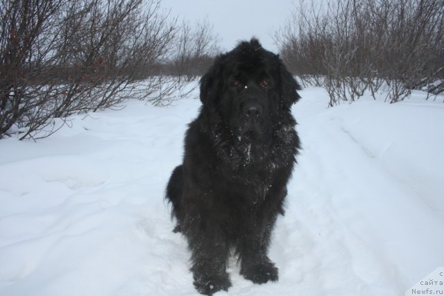 Фото: ньюфаундленд Глория Гранд Блек