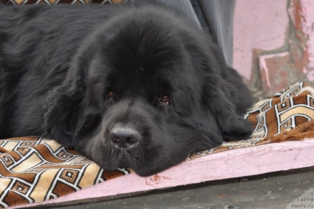 Фото: ньюфаундленд Винсент из Медвежьего Яра (Vincent iz Medvejyego Yara)