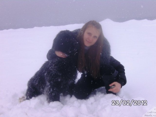 Фото: ньюфаундленд Сент Джонс Шарлотта, Кристина