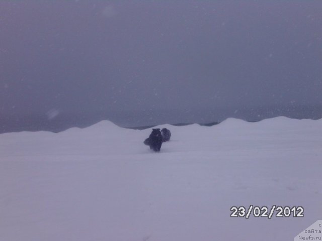 Фото: ньюфаундленд Несси Блэк с  Лесной Заимки