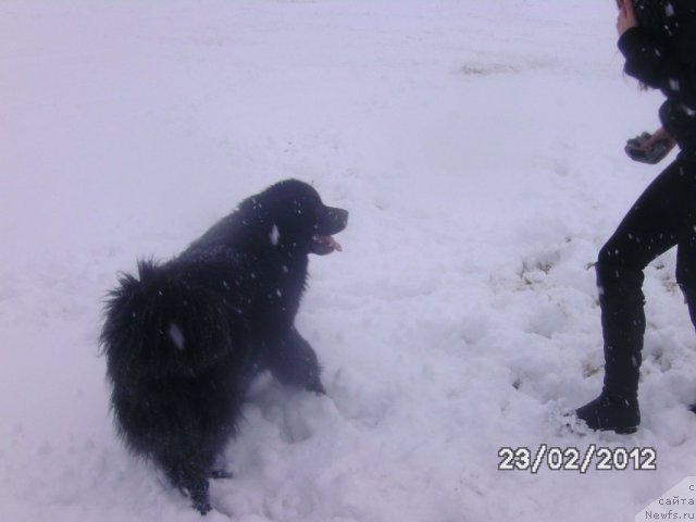 Фото: ньюфаундленд Несси Блэк с  Лесной Заимки