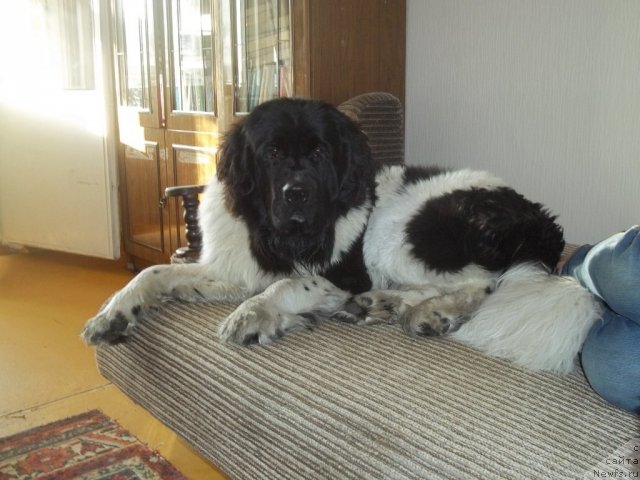 Фото: ньюфаундленд Жан Конкистадор