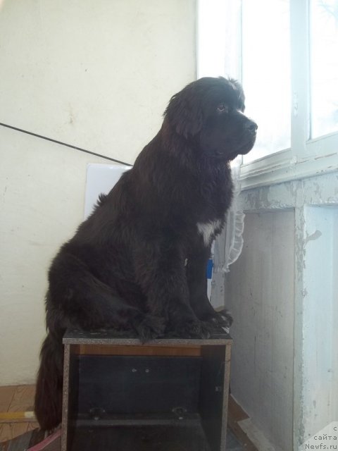 Фото: ньюфаундленд Жэрминаль Луи Филиппа