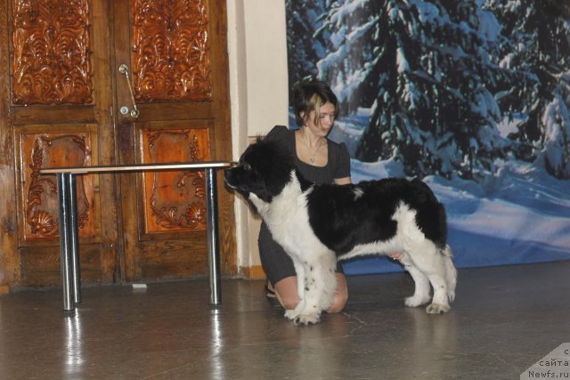 Фото: ньюфаундленд Чарующая Взглядом от Сибирского Медведя, Людмила Кудрявцева