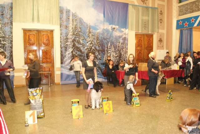 Фото: ньюфаундленд Чарующая Взглядом от Сибирского Медведя, Людмила Кудрявцева