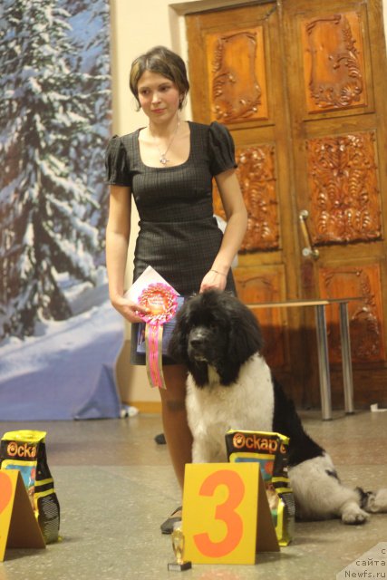 Фото: ньюфаундленд Чарующая Взглядом от Сибирского Медведя, Людмила Кудрявцева