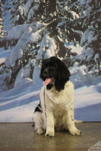 Фото: ньюфаундленд Чарующая Взглядом от Сибирского Медведя