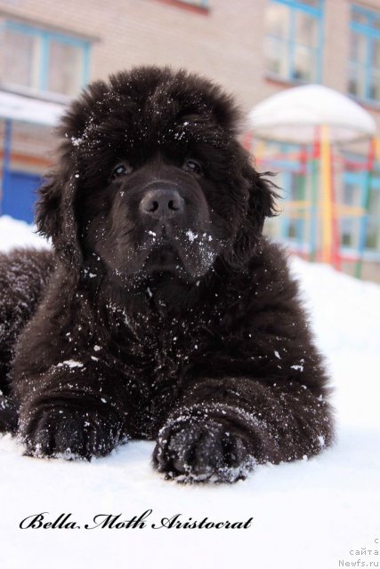 Фото: ньюфаундленд Бэлла Мосс Аристократ