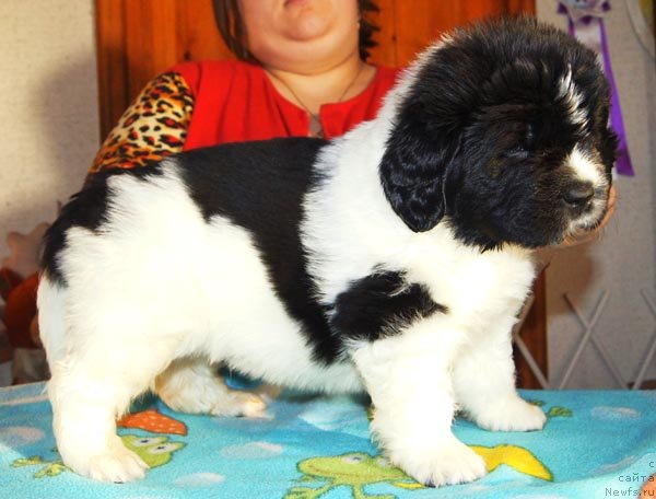 Фото: ньюфаундленд Супер Бизон Зуртау