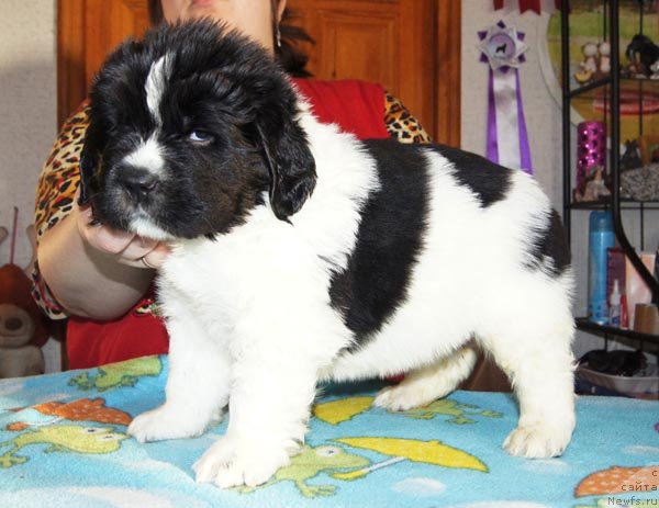 Фото: ньюфаундленд Супер Бизон Зуртау