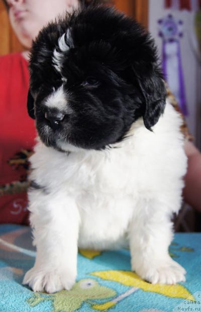 Фото: ньюфаундленд Супер Бизон Зуртау