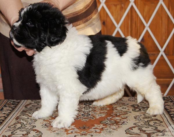 Фото: ньюфаундленд Супер Бизон Зуртау