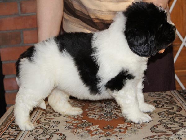 Фото: ньюфаундленд Супер Бизон Зуртау