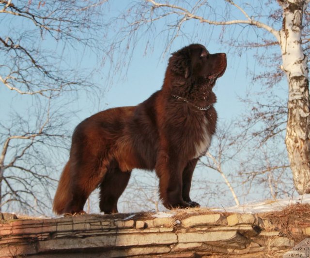 Фото: ньюфаундленд Обуш Шед Янтарный Поцелуй