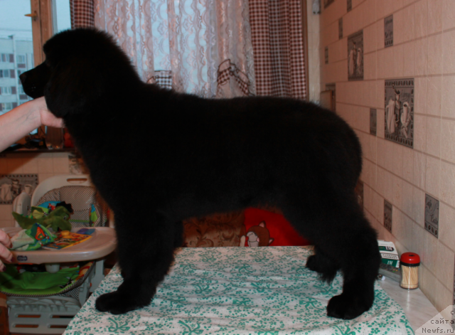 Фото: ньюфаундленд Сент Джонс Ю Май Лав