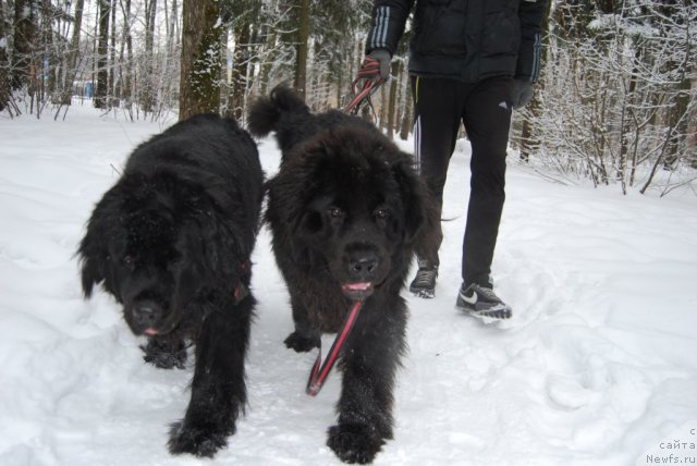 Фото: ньюфаундленд Face of an Angel Giant's Island, ньюфаундленд Антей Гранд Победитель