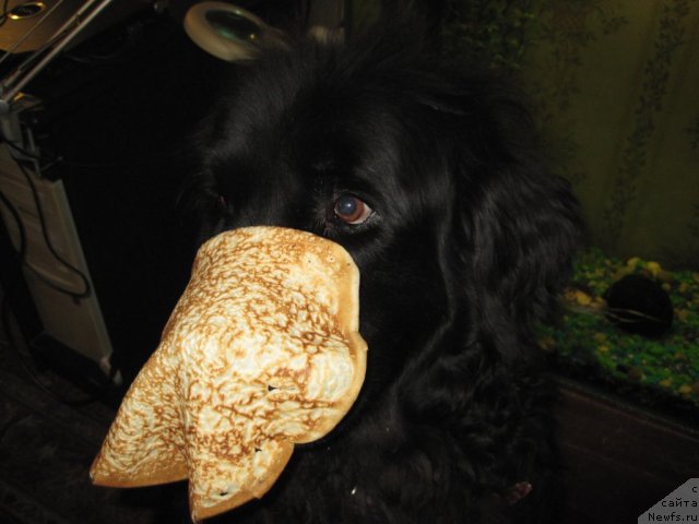 Фотография № 88120