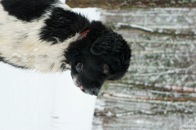 Фото: ньюфаундленд Питерньюф И Дид Ит Агаин (Piternyuf I Did It Again)