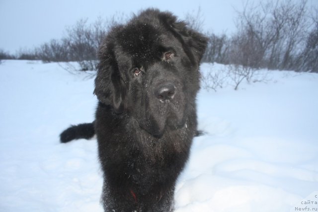 Фото: ньюфаундленд Бегущая по Волнам Зеро Коол