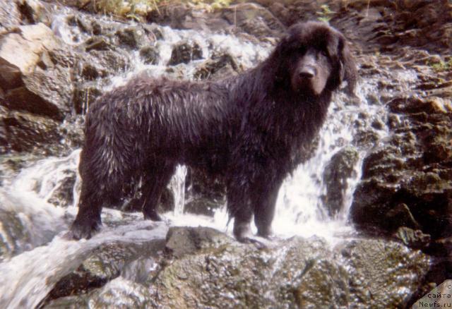 Фото: ньюфаундленд Сандра Алчиф