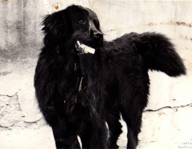 Фото: ньюфаундленд Сандра Алчиф