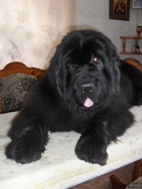 Фотография № 88169