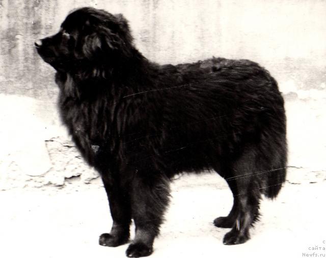 Фото: ньюфаундленд Сандра Алчиф