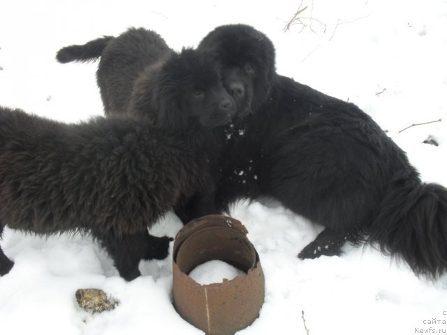 Фотография № 88171