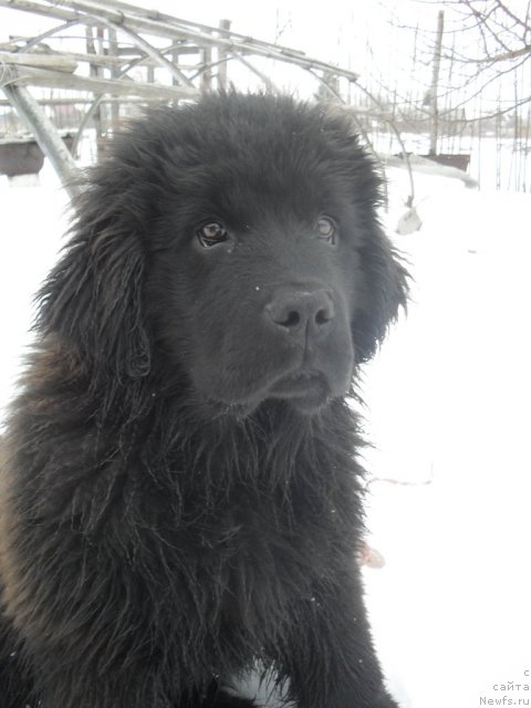 Фото: ньюфаундленд Душа-Девица (Dusha-Devitsa)