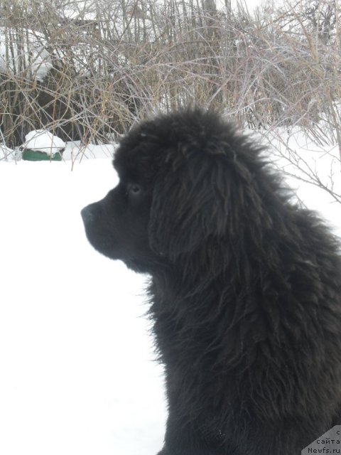 Фото: ньюфаундленд Душа-Девица (Dusha-Devitsa)