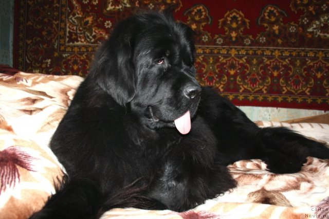 Фото: ньюфаундленд Супер Премиум Жани Моник