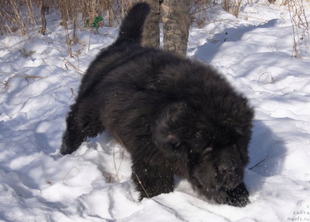 Фотография № 88179