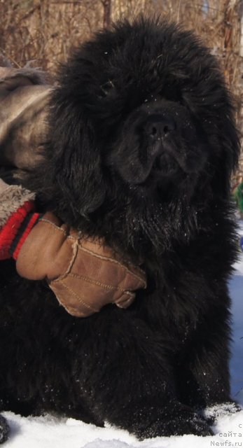 Фото: ньюфаундленд Фанньюф Тибул Желанный для Их Высочества