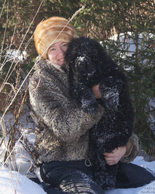 Фото: Ольга Трапезникова, ньюфаундленд Фанньюф Тибул Желанный для Их Высочества