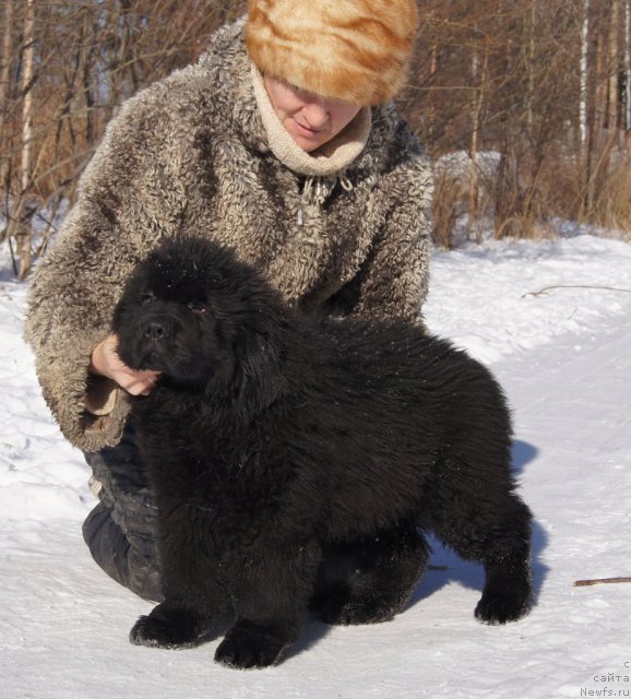 Фото: ньюфаундленд Фанньюф Тибул Желанный для Их Высочества