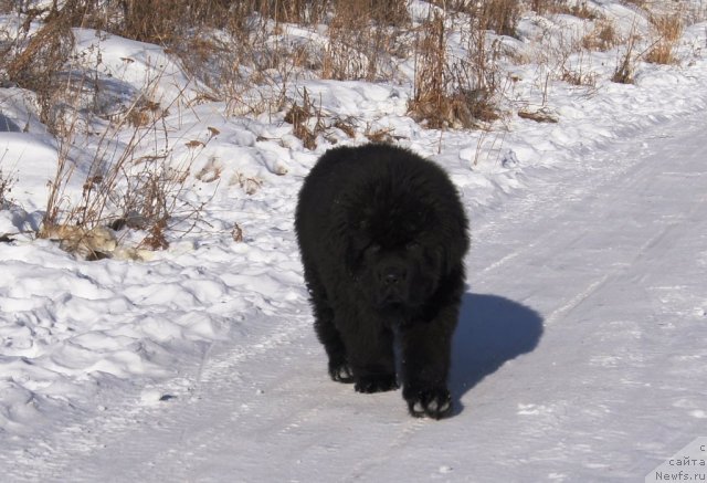 Фотография № 88188