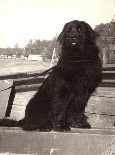 Фото: ньюфаундленд Чифли Цет Вольф