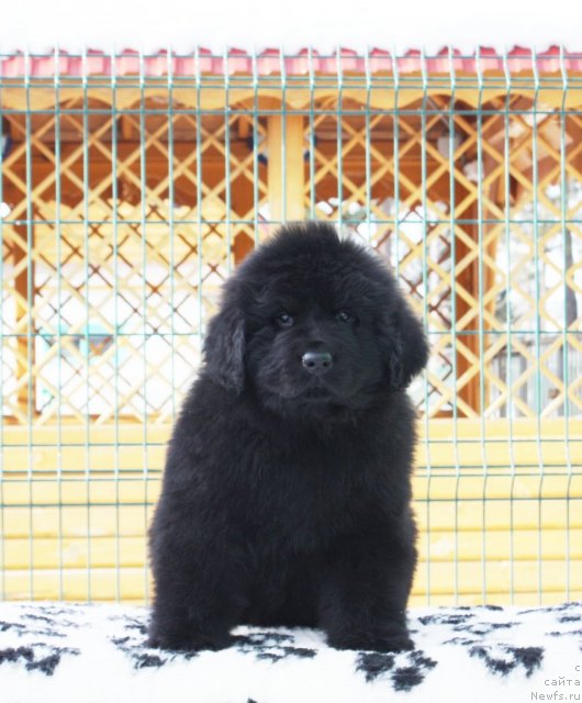 Фото: ньюфаундленд Акватория Келвин Заския