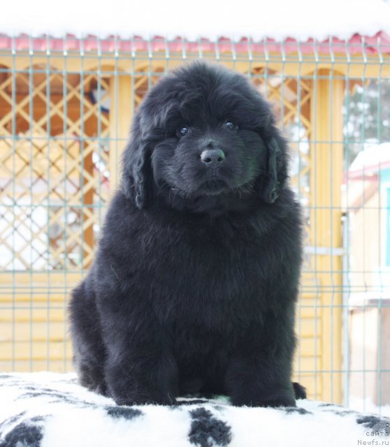 Фото: Акватория Келвин Урсула