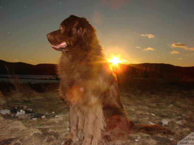 Фото: ньюфаундленд Лесная Сказка Изольда